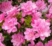 Azalia japońska Rokoko  Azalea japonicum 11