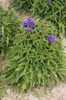 Dzwonek skupiony Bellefleur Blue Campanula glomerata 