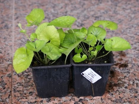 Fiołek Wonny Viola Odorata 9