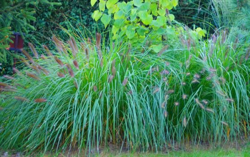 Rozplenica Japońska Gelbstiel Pennisetum Alopecuroides 9