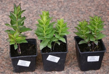 Rozwar wielkokwiatowy Astra Blue Platycodon grandiflorus