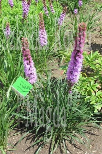 Liatra Kłosowa Kobold Liatris Spicata 1l