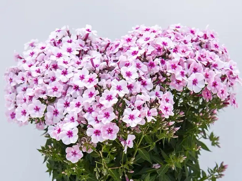 Floks, Płomyk Early Pink Phlox Paniculata 