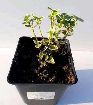 Trzmielina fortunea Variegatus Euonymus fortunei 1l