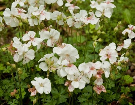 Bodziszek dalmatyński Alba Geranium dalmaticum