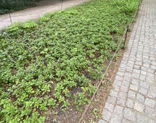 Runianka japońska Green Carpet Pachysandra Terminalis 1l