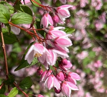 Żylistek Mont Rose Deutzia x hybrida 1l