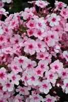 Floks, Płomyk Early Pink Phlox Paniculata 