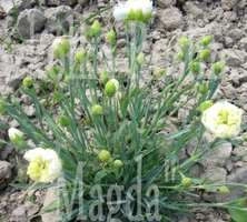 Goździk pierzasty pełny Albus Dianthus plumarius 9