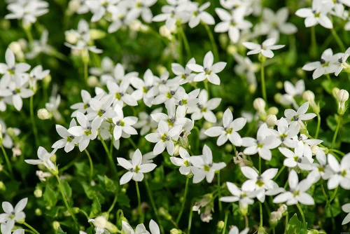 Izotoma nadwodna Alba Isotoma fluviatilis