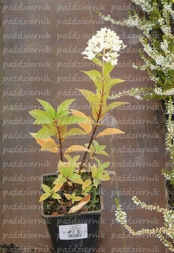 Hortensja bukietowa Limelight Hydrangea paniculata 1l