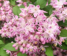 Żylistek Tourbillon Rouge Deutzia magnifica 1l