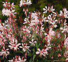 Gaura Graceful Light Pink Gaura lindheimeri 