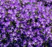 Dzwonek poszarskiego Stella Campanula Poscharskyana 9
