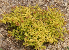 Tawuła japońska Golden Princess Spiraea japonica 1l