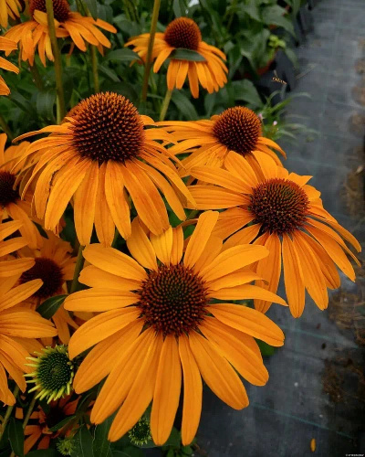 Jeżówka Honey Skipper Echinacea 9