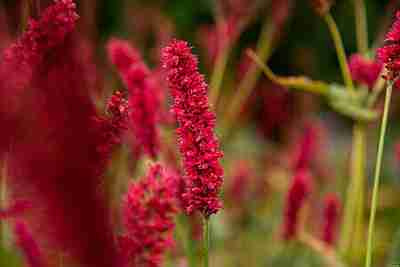 Rdest Fat Domino Persicaria amplexicaulis 1l