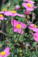 Zawilec Little Summer Breeze Anemone Hybrida 9