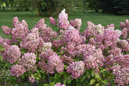 Hortensja bukietowa Sundae Fraise Hydrangea Paniculata 1l