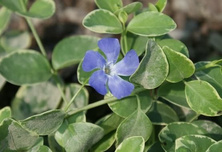 Barwinek pospolity Argenteovariegata Vinca minor 9