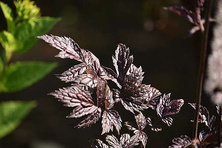 Pluskwica prosta Pink Spike Actaea simplex (Cimicifuga racemosa) 1l