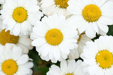 Złocień Wielki Sweet Daisy Jane Leucanthemum Maximum 9