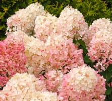 Hortensja bukietowa Queen Mini Bella Hydrangea paniculata 1l