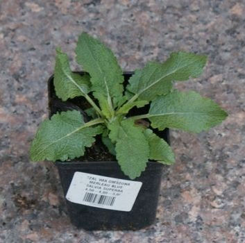 Szałwia omszona Ostfriesland Salvia nemorosa 9