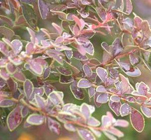 Berberys Thunberga Golden Ring Berberis Thunbergii 9-1l