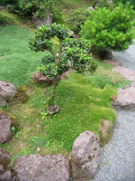 Karmnik ościsty Green Moss Sagina subulata 9