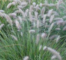 Rozplenica Japońska Cassian Pennisetum Alopecuroides 9