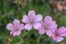 Bodziszek Endressa Wargrave Pink Geranium endressii