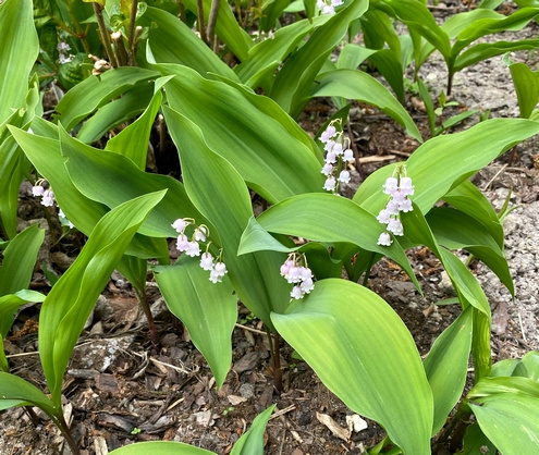 Konwalia majowa Rosea Convallaria majalis