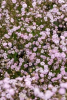 Gipsówka Rosenschleier Gypsophila hybride