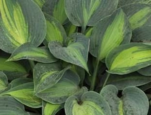 Funkia Touch of Class Hosta 2l