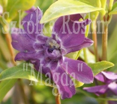 Barwinek pospolity Multiplex Vinca Minor 9