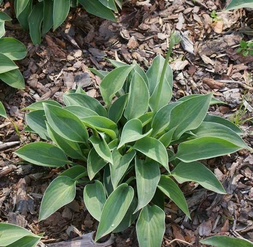 Funkia Blue Cadet Hosta 1l