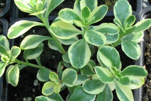 Rozchodnik kamczacki Variegatum Sedum kamtschaticum 1l