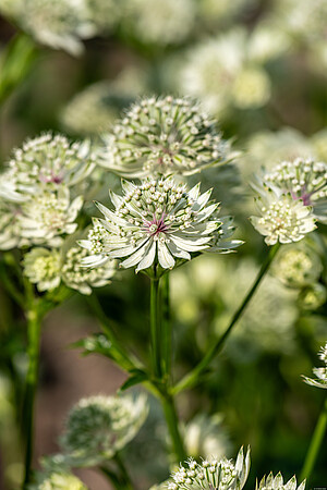 Jarzmianka Astra White Astrantia hybrida 0,5l - 1l