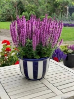 Szałwia omszona Rianne Pink Salvia nemorosa