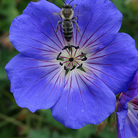 Bodziszek Rozanne Geranium hybrids