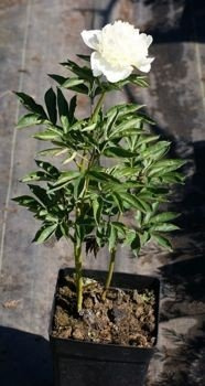 Piwonia Chińska Primavera Peonia (Paeonia) Lactifolia 2-3l