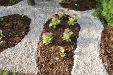 Rozchodnik Hot Stuff Sedum