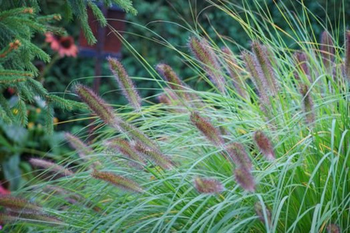 Rozplenica Japońska Gelbstiel Pennisetum Alopecuroides 9