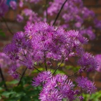 Rutewka Orlikolostna Black Stockings Thalictrum Aqulegiifolium