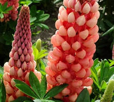 Łubin Salmon Star Lupinus hybrida