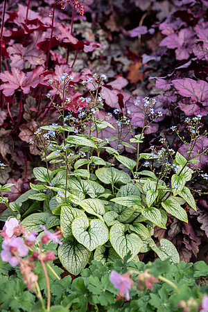 Brunnera wielkolistna Little Heart Brunnera Macrophylla