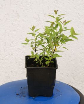 Tawuła japońska Genpei Shirobana Spiraea japonica 9-1l