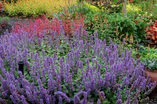 Kocimiętka Purple Haze Nepeta 9