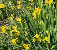 Irys żółty Iris Pseudacorus 1l